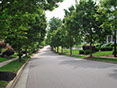 Tree Lined Boulevard
